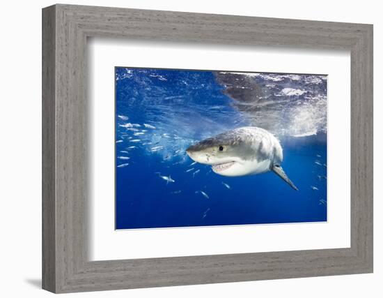 Great White Shark (Carcharodon Carcharias) Guadalupe Island, Mexico, Pacific Ocean. Vulnerable-Franco Banfi-Framed Photographic Print