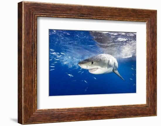 Great White Shark (Carcharodon Carcharias) Guadalupe Island, Mexico, Pacific Ocean. Vulnerable-Franco Banfi-Framed Photographic Print