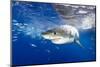 Great White Shark (Carcharodon Carcharias) Guadalupe Island, Mexico, Pacific Ocean. Vulnerable-Franco Banfi-Mounted Photographic Print