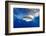 Great White Shark (Carcharodon Carcharias) Guadalupe Island, Mexico, Pacific Ocean. Vulnerable-Franco Banfi-Framed Photographic Print