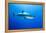 Great White Shark (Carcharodon Carcharias) Guadalupe Island, Mexico, Pacific Ocean-Franco Banfi-Framed Premier Image Canvas