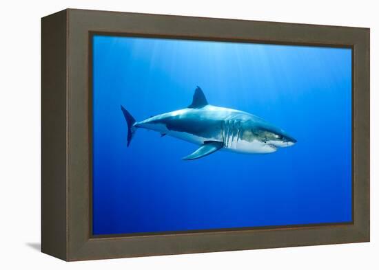 Great White Shark (Carcharodon Carcharias) Guadalupe Island, Mexico, Pacific Ocean-Franco Banfi-Framed Premier Image Canvas