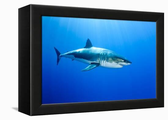 Great White Shark (Carcharodon Carcharias) Guadalupe Island, Mexico, Pacific Ocean-Franco Banfi-Framed Premier Image Canvas