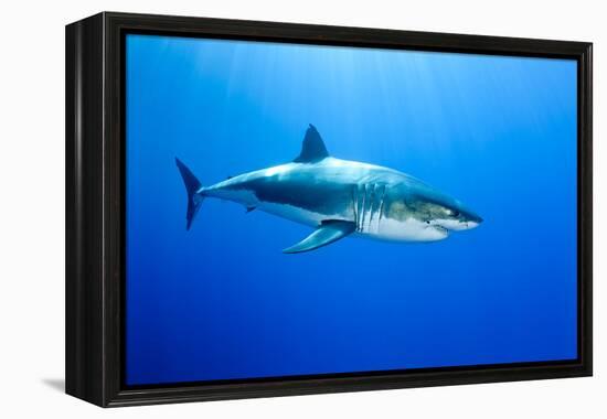 Great White Shark (Carcharodon Carcharias) Guadalupe Island, Mexico, Pacific Ocean-Franco Banfi-Framed Premier Image Canvas