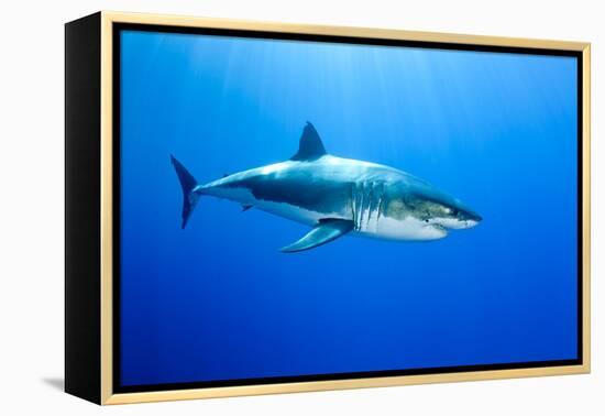 Great White Shark (Carcharodon Carcharias) Guadalupe Island, Mexico, Pacific Ocean-Franco Banfi-Framed Premier Image Canvas