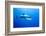 Great White Shark (Carcharodon Carcharias) Guadalupe Island, Mexico, Pacific Ocean-Franco Banfi-Framed Photographic Print