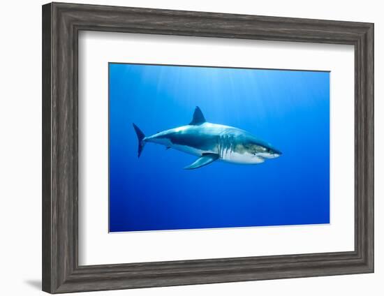 Great White Shark (Carcharodon Carcharias) Guadalupe Island, Mexico, Pacific Ocean-Franco Banfi-Framed Photographic Print