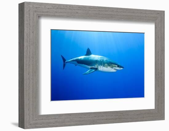 Great White Shark (Carcharodon Carcharias) Guadalupe Island, Mexico, Pacific Ocean-Franco Banfi-Framed Photographic Print