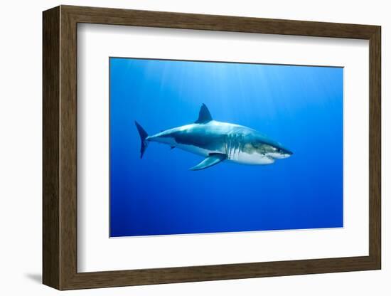 Great White Shark (Carcharodon Carcharias) Guadalupe Island, Mexico, Pacific Ocean-Franco Banfi-Framed Photographic Print