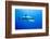 Great White Shark (Carcharodon Carcharias) Guadalupe Island, Mexico, Pacific Ocean-Franco Banfi-Framed Photographic Print