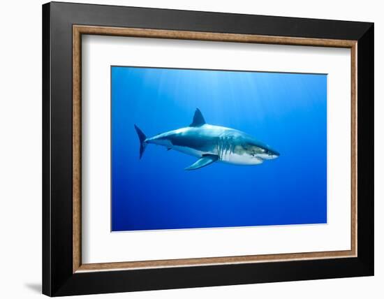 Great White Shark (Carcharodon Carcharias) Guadalupe Island, Mexico, Pacific Ocean-Franco Banfi-Framed Photographic Print