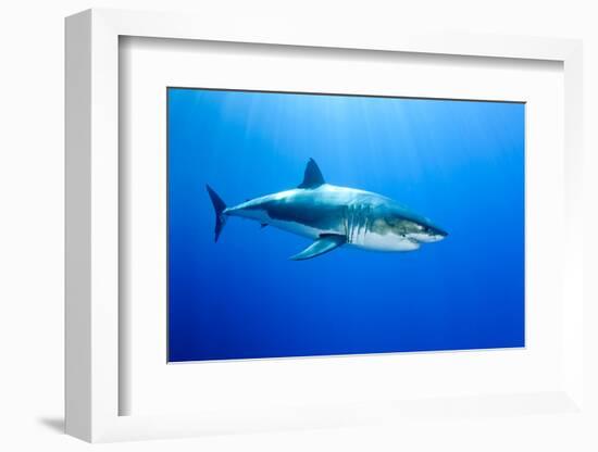 Great White Shark (Carcharodon Carcharias) Guadalupe Island, Mexico, Pacific Ocean-Franco Banfi-Framed Photographic Print