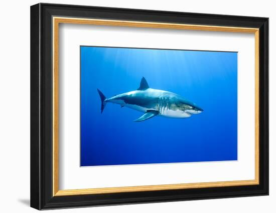 Great White Shark (Carcharodon Carcharias) Guadalupe Island, Mexico, Pacific Ocean-Franco Banfi-Framed Photographic Print