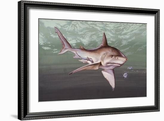 Great White Shark (Carcharodon Carcharias), Lamnidae-null-Framed Giclee Print