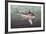 Great White Shark (Carcharodon Carcharias), Lamnidae-null-Framed Giclee Print