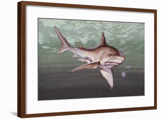 Great White Shark (Carcharodon Carcharias), Lamnidae-null-Framed Giclee Print