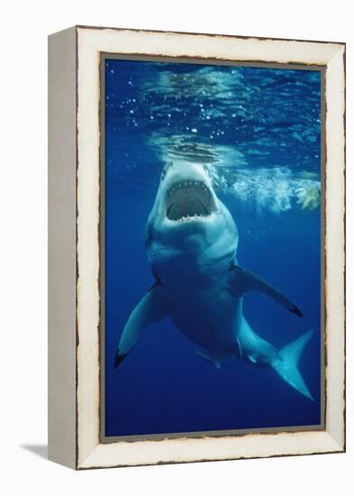 Great White Shark, Carcharodon Carcharias, Mexico, Pacific Ocean, Guadalupe-Reinhard Dirscherl-Framed Premier Image Canvas