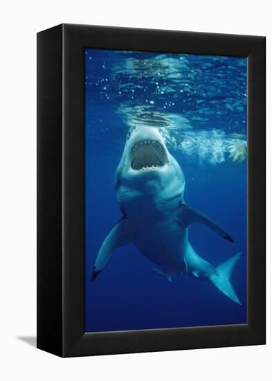 Great White Shark, Carcharodon Carcharias, Mexico, Pacific Ocean, Guadalupe-Reinhard Dirscherl-Framed Premier Image Canvas