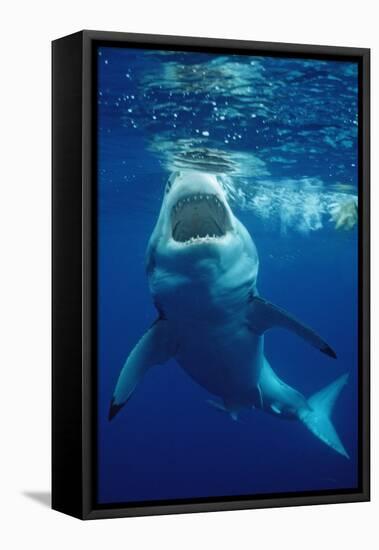 Great White Shark, Carcharodon Carcharias, Mexico, Pacific Ocean, Guadalupe-Reinhard Dirscherl-Framed Premier Image Canvas