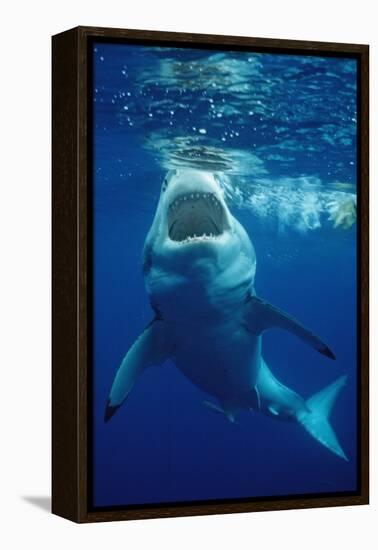 Great White Shark, Carcharodon Carcharias, Mexico, Pacific Ocean, Guadalupe-Reinhard Dirscherl-Framed Premier Image Canvas