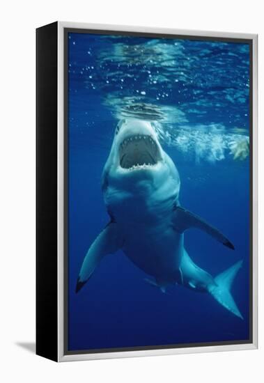 Great White Shark, Carcharodon Carcharias, Mexico, Pacific Ocean, Guadalupe-Reinhard Dirscherl-Framed Premier Image Canvas