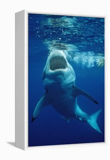 Great White Shark, Carcharodon Carcharias, Mexico, Pacific Ocean, Guadalupe-Reinhard Dirscherl-Framed Premier Image Canvas