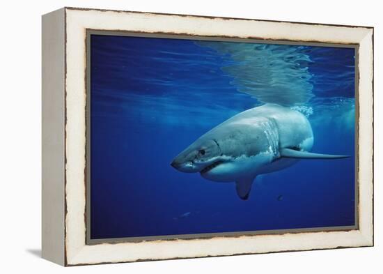 Great White Shark, Carcharodon Carcharias, Mexico, Pacific Ocean, Guadalupe-Reinhard Dirscherl-Framed Premier Image Canvas