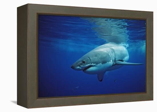 Great White Shark, Carcharodon Carcharias, Mexico, Pacific Ocean, Guadalupe-Reinhard Dirscherl-Framed Premier Image Canvas