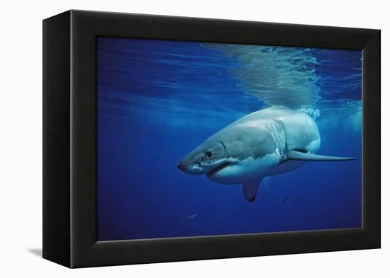 Great White Shark, Carcharodon Carcharias, Mexico, Pacific Ocean, Guadalupe-Reinhard Dirscherl-Framed Premier Image Canvas