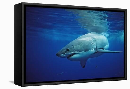 Great White Shark, Carcharodon Carcharias, Mexico, Pacific Ocean, Guadalupe-Reinhard Dirscherl-Framed Premier Image Canvas
