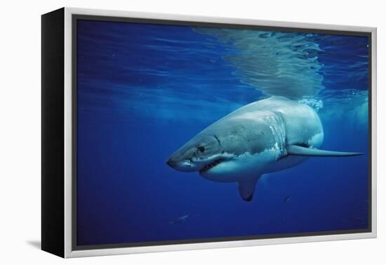 Great White Shark, Carcharodon Carcharias, Mexico, Pacific Ocean, Guadalupe-Reinhard Dirscherl-Framed Premier Image Canvas