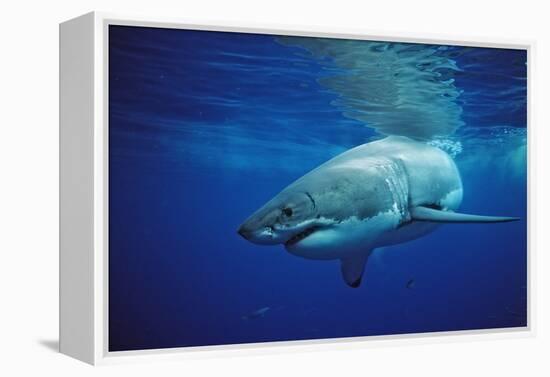 Great White Shark, Carcharodon Carcharias, Mexico, Pacific Ocean, Guadalupe-Reinhard Dirscherl-Framed Premier Image Canvas