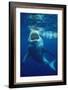 Great White Shark, Carcharodon Carcharias, Mexico, Pacific Ocean, Guadalupe-Reinhard Dirscherl-Framed Photographic Print