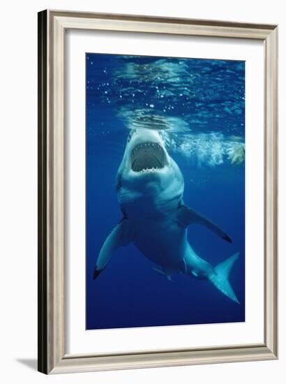 Great White Shark, Carcharodon Carcharias, Mexico, Pacific Ocean, Guadalupe-Reinhard Dirscherl-Framed Photographic Print