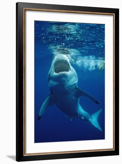 Great White Shark, Carcharodon Carcharias, Mexico, Pacific Ocean, Guadalupe-Reinhard Dirscherl-Framed Photographic Print