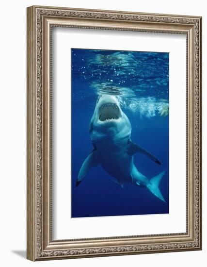 Great White Shark, Carcharodon Carcharias, Mexico, Pacific Ocean, Guadalupe-Reinhard Dirscherl-Framed Photographic Print