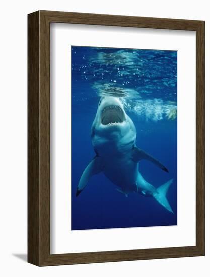 Great White Shark, Carcharodon Carcharias, Mexico, Pacific Ocean, Guadalupe-Reinhard Dirscherl-Framed Photographic Print