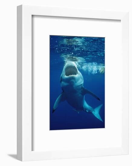 Great White Shark, Carcharodon Carcharias, Mexico, Pacific Ocean, Guadalupe-Reinhard Dirscherl-Framed Photographic Print