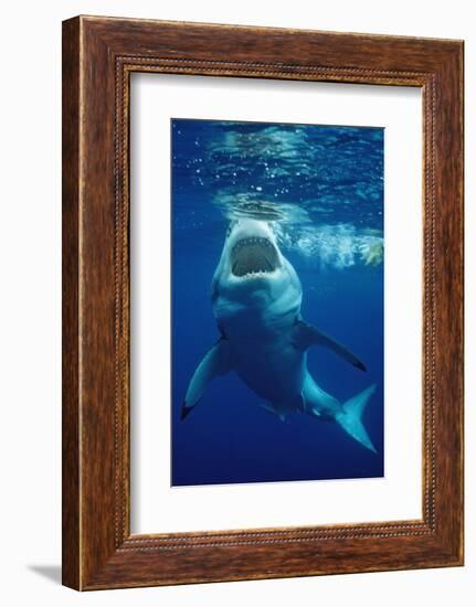 Great White Shark, Carcharodon Carcharias, Mexico, Pacific Ocean, Guadalupe-Reinhard Dirscherl-Framed Photographic Print