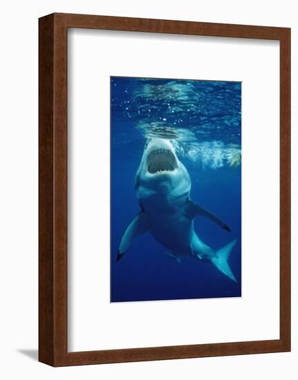 Great White Shark, Carcharodon Carcharias, Mexico, Pacific Ocean, Guadalupe-Reinhard Dirscherl-Framed Photographic Print