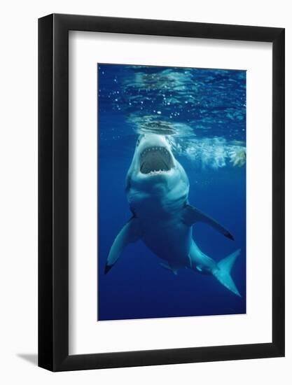 Great White Shark, Carcharodon Carcharias, Mexico, Pacific Ocean, Guadalupe-Reinhard Dirscherl-Framed Photographic Print