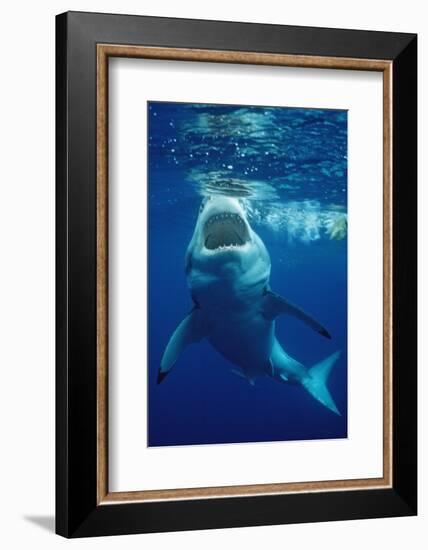 Great White Shark, Carcharodon Carcharias, Mexico, Pacific Ocean, Guadalupe-Reinhard Dirscherl-Framed Photographic Print