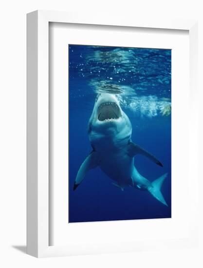 Great White Shark, Carcharodon Carcharias, Mexico, Pacific Ocean, Guadalupe-Reinhard Dirscherl-Framed Photographic Print