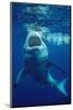 Great White Shark, Carcharodon Carcharias, Mexico, Pacific Ocean, Guadalupe-Reinhard Dirscherl-Mounted Photographic Print