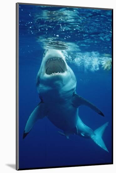 Great White Shark, Carcharodon Carcharias, Mexico, Pacific Ocean, Guadalupe-Reinhard Dirscherl-Mounted Photographic Print