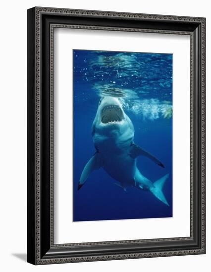 Great White Shark, Carcharodon Carcharias, Mexico, Pacific Ocean, Guadalupe-Reinhard Dirscherl-Framed Photographic Print