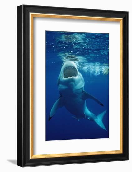 Great White Shark, Carcharodon Carcharias, Mexico, Pacific Ocean, Guadalupe-Reinhard Dirscherl-Framed Photographic Print