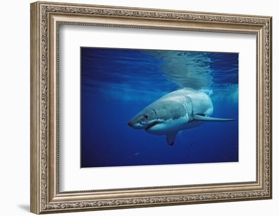 Great White Shark, Carcharodon Carcharias, Mexico, Pacific Ocean, Guadalupe-Reinhard Dirscherl-Framed Photographic Print