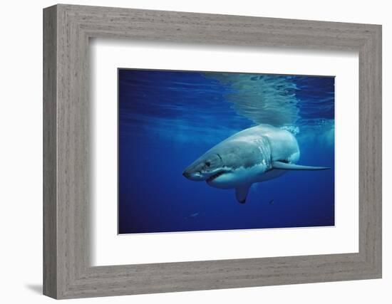 Great White Shark, Carcharodon Carcharias, Mexico, Pacific Ocean, Guadalupe-Reinhard Dirscherl-Framed Photographic Print