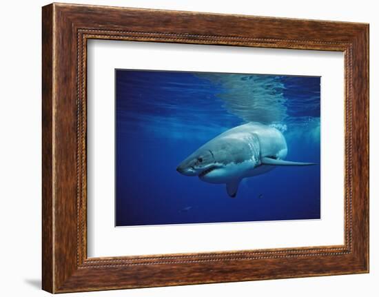 Great White Shark, Carcharodon Carcharias, Mexico, Pacific Ocean, Guadalupe-Reinhard Dirscherl-Framed Photographic Print